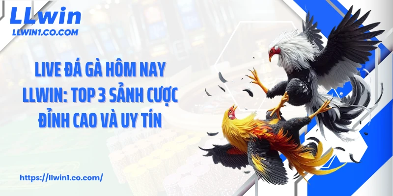 Live Đá Gà Hôm Nay LLwin: Top 3 Sảnh Cược Đỉnh Cao Và Uy Tín